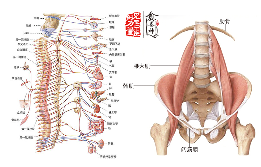 脊椎问题的起因与根治