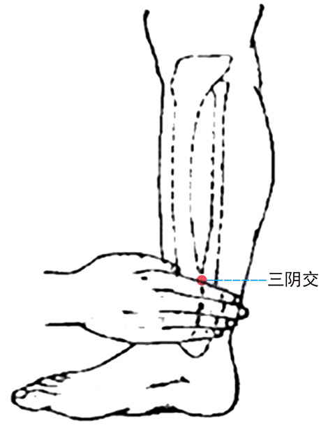 常按摩三阴交 健脾补肾功效大